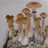 Качественные отпечатки грибов Cubensis Mexican