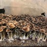 Стерильные отпечатки гриба Cubensis Pink Buffalo