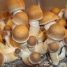 Споровые отпечатки гриба Cubensis Pink Buffalo