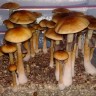 Cubensis Tapalpa купить отпечаток спор