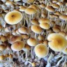 Псилоцибиновые грибы Cubensis Tasmanian