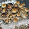 Споровые отпечатки грибов Cubensis Tasmanian