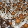 Заказать споры грибов Cubensis Tasmanian