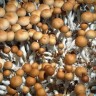 Купить споровый оттиск Cubensis Tasmanian