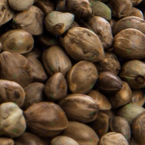 Auto CBD White Widow