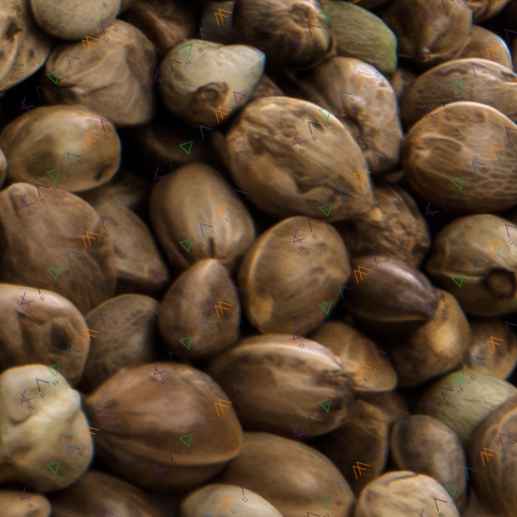 Auto CBD White Widow