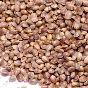 Auto CBD Gorilla Glue