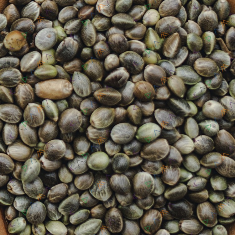 Auto Tropicana Cookies