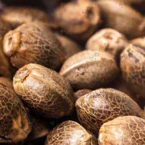 Auto Great White Shark