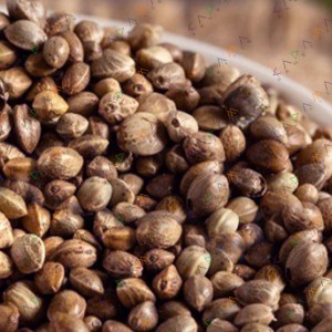 Auto Northern Lights