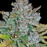 Auto Blue Dream купить семена