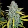 Auto Blue Dream семена недорого