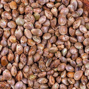 Auto Watermelon Zkittlez