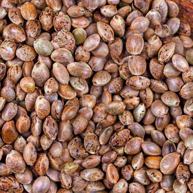 Auto Watermelon Zkittlez