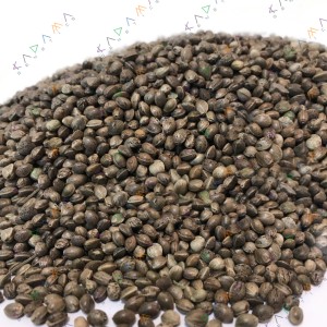 Auto CBD Somango Haze