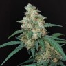 Купить семена каннабиса Auto Cheese
