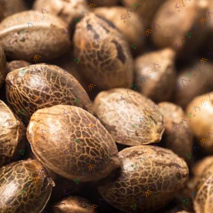 Auto Girl Scout Cookies