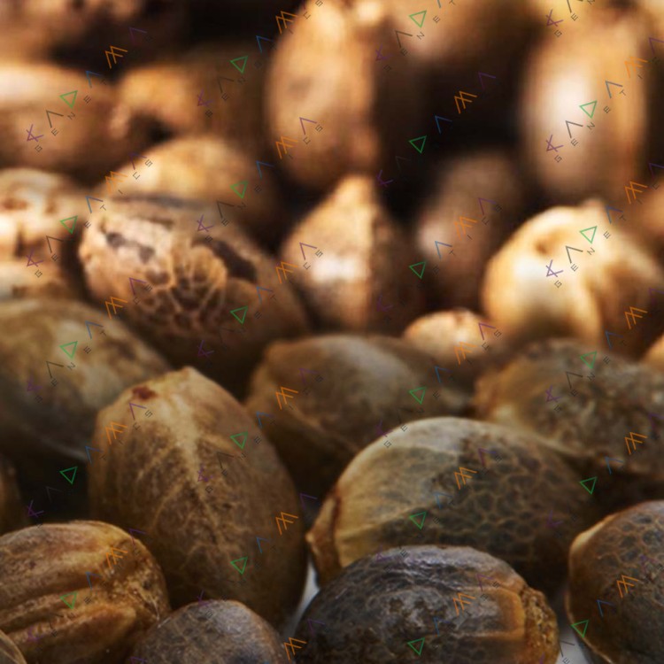 Auto Gorilla Cookies