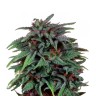 Купить семена каннабиса Durban Poison