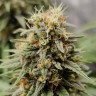 Семена каннабиса Auto Jack Herer купить