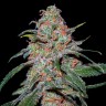 Купить семена каннабиса Lemon Skunk