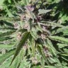 Семена каннабиса Auto Maroc Purple с доставкой