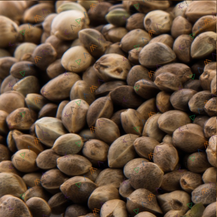 Gorilla Glue x Amnesia