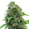 Семена каннабиса Auto Maxigom
