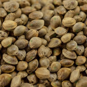 Mimosa x Orange Punch