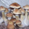 купить споровый отпечаток Cubensis B+