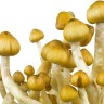 Купить споры грибов Cubensis Mazatapec