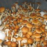 Споры Cubensis Golden Teacher