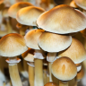 Отпечатки грибов Cubensis Burma