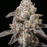 Семена каннабиса Lavender