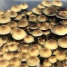 Споровые отпечатки  Cubensis Z-Strain