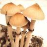 Споры грибов Cubensis Ecuador