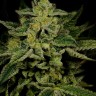 Купить семена каннабиса Jack Herer не дорого