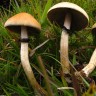 Стерильные отпечатки Cubensis F+