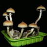 Cubensis Hawaii споры грибов