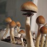 Волшебные грибы Cubensis Hawaii
