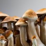 Грибы Cubensis Hawaii