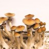 Споровые отпечатки Cubensis Hawaii не дорого