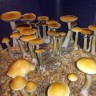 Споровые отпечатки гриба Cubensis Huautla